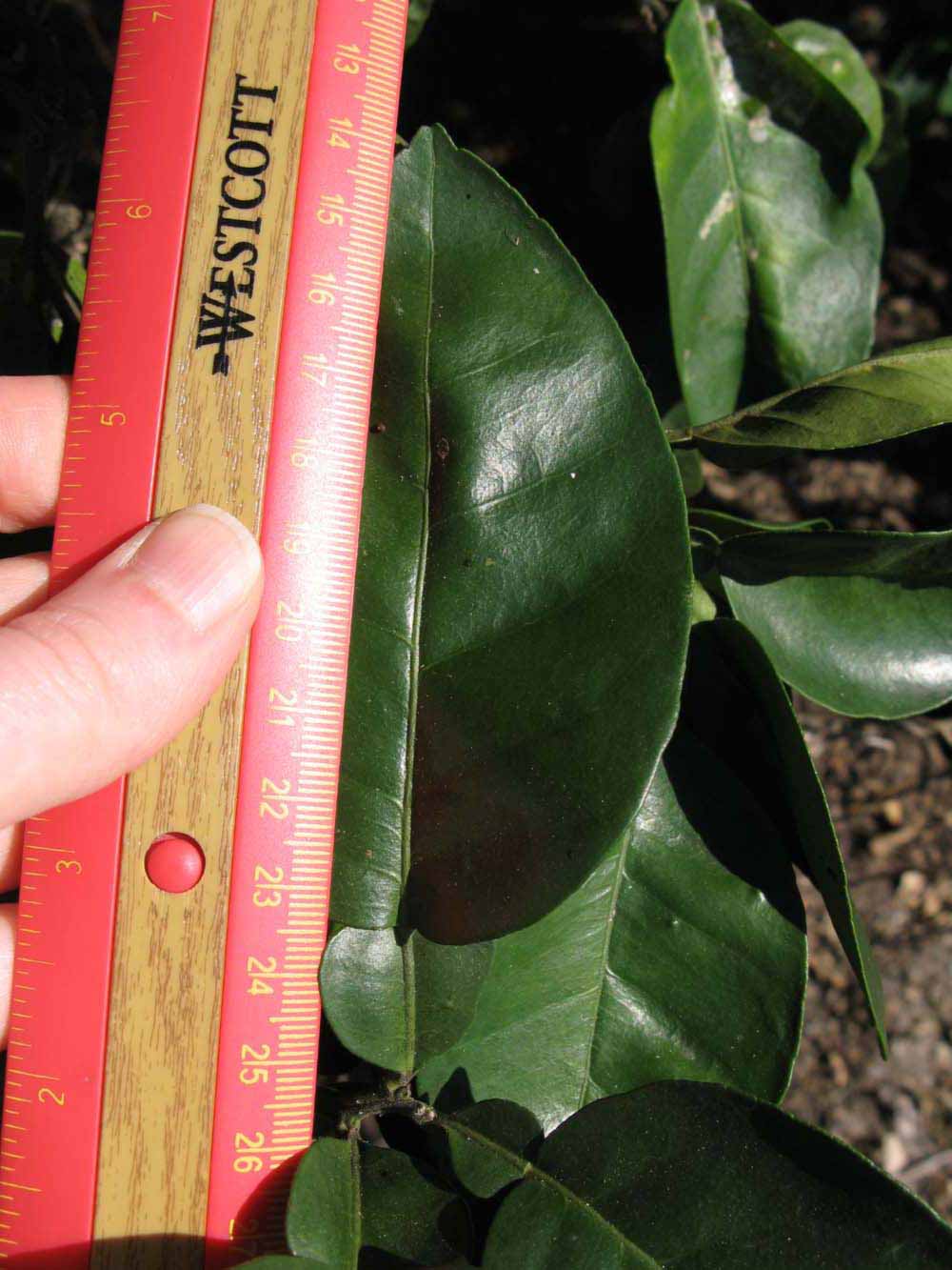              Unifoliolate leaf (Winter Haven, FL)       